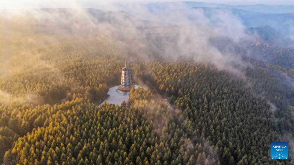 An aerial drone photo taken on Sept. 24, 2025 shows the autumn scenery in the Saihanba National Forest Park in Chengde City, north China's Hebei Province. (Photo by Liu Mancang/Xinhua)