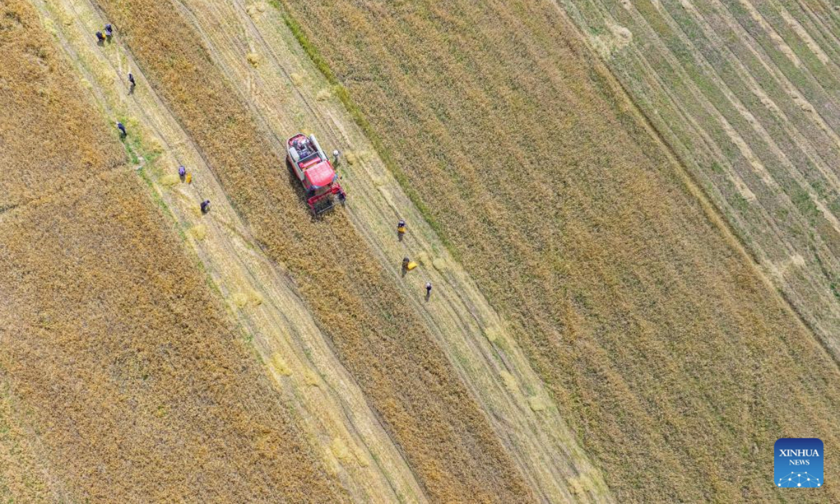 Farmers work in highland barley fields in Lhunzhub County, in Lhasa, southwest China's Xizang Autonomous Region, Sept. 23, 2025. The Chinese farmers' harvest festival is the first national festival created specifically for the country's farmers. Starting in 2018, the festival coincides with the Autumnal Equinox each year, which is one of the 24 solar terms of the Chinese lunisolar calendar and usually falls between Sept. 22 and 24 during the country's agricultural harvest season. (Xinhua/Tenzin Nyida)
