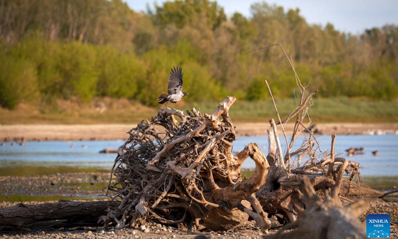This photo taken on Aug. 26, 2025 shows remains of trees lying on the dried-up riverbed of the Vistula River in Warsaw, Poland. The lowest water level on record was observed Monday on the Vistula River at the Warsaw-Bulwary hydrological station, the Institute of Meteorology and Water Management (IMGW) reported. (Photo by Jaap Arriens/Xinhua)