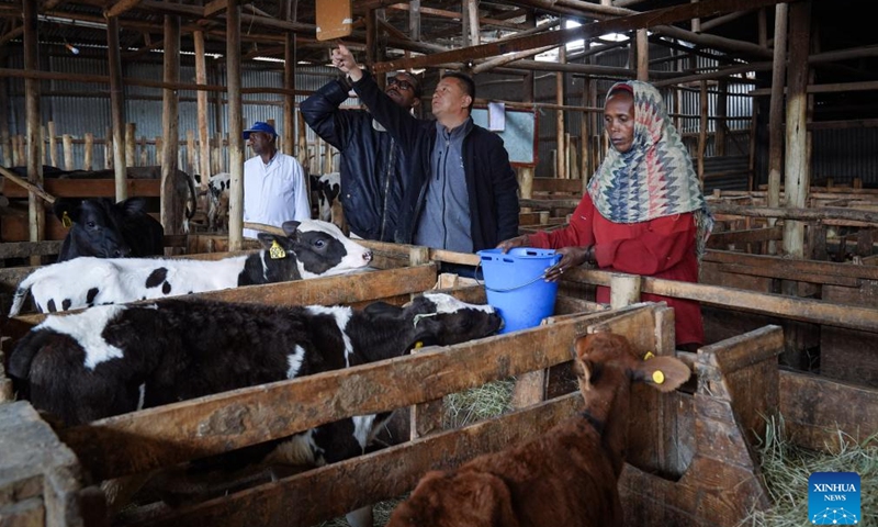 Chinese expert Wen Liming (2nd R) gives instructions on the feeding of calves at a dairy farm in Holeta, Ethiopia, on Aug. 22, 2025. (Xinhua/Han Xu)