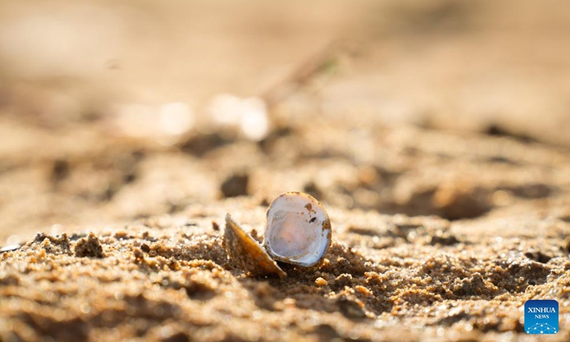This photo taken on Aug. 26, 2025 shows a shell exposed on the riverbed of the Vistula River in Warsaw, Poland. The lowest water level on record was observed Monday on the Vistula River at the Warsaw-Bulwary hydrological station, the Institute of Meteorology and Water Management (IMGW) reported. (Photo by Jaap Arriens/Xinhua)