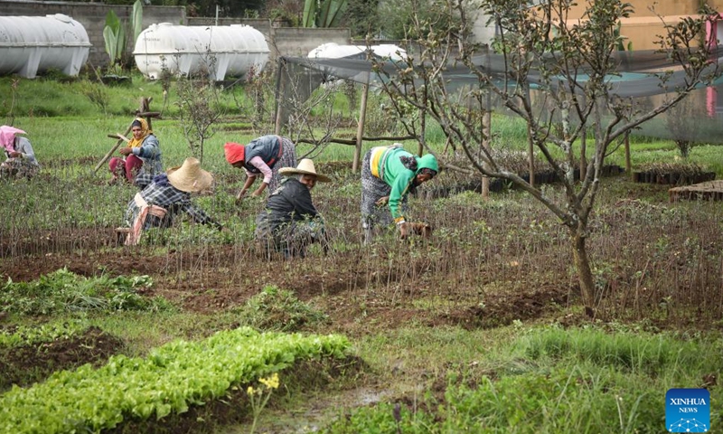 Farmers work in a field at the China-Ethiopia Addis Ababa Agricultural Technology Demonstration and Training Center in Addis Ababa, Ethiopia, on Aug. 20, 2025.(Xinhua/Han Xu)
