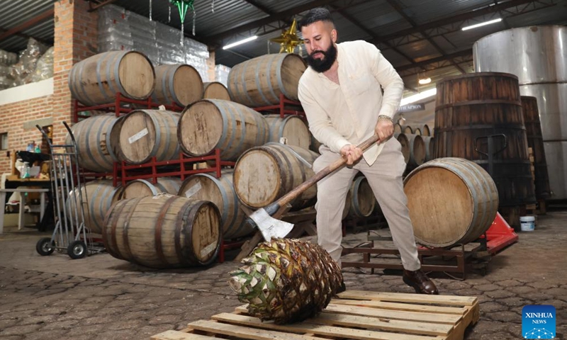 A man cuts open an agave core in a mezcal production facility in Teul de Gonzalez Ortega, State of Zacatecas, Mexico, Aug. 26, 2025. In Teul de Gonzalez Ortega, a town in southern Zacatecas, agave is an important crop. Mezcal is produced by roasting agave cores, extracting the juice, fermenting, and distilling, with some batches further aged in wooden barrels. This craft not only preserves ancient traditions but also supports local economic growth. (Xinhua/Li Mengxin)