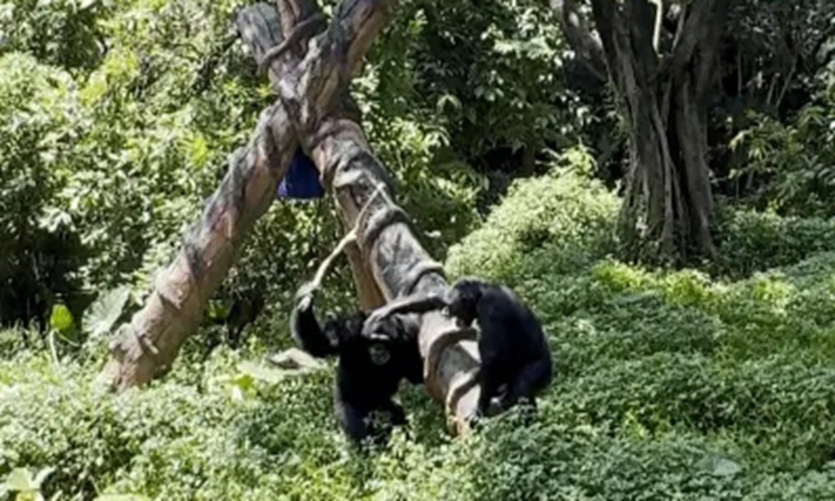 A chimpanzee repeatedly strikes a bird with a bamboo pole as another chimpanzee approaches to intervene but fails to stop the aggression. Photo: Screenshot from Hongxing News