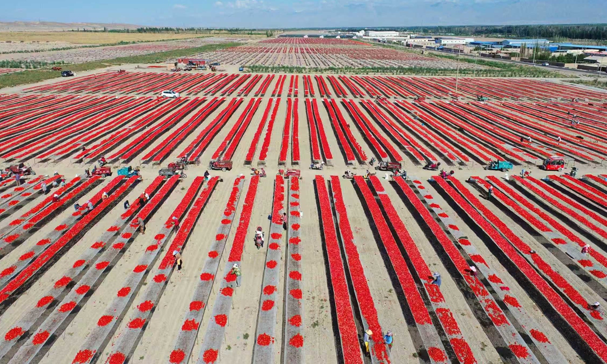 Tomatoes are sun-dried in the Gobi Desert in Northwest China's Xinjiang Uygur Autonomous Region, Xinjiang Production and Construction Corps, on August 28, 2025. Leveraging a favorable climate and quality soil, the area has long focused on tomato cultivation and processing, with products highly sought after in international markets. The first batch of 30 tons of processed tomato paste has passed inspection and is set to be exported. Photo: VCG