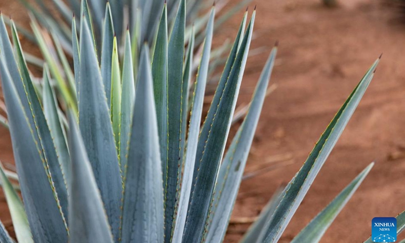 This photo taken on Aug. 26, 2025 shows an agave plant in Teul de Gonzalez Ortega, State of Zacatecas, Mexico. In Teul de Gonzalez Ortega, a town in southern Zacatecas, agave is an important crop. Mezcal is produced by roasting agave cores, extracting the juice, fermenting, and distilling, with some batches further aged in wooden barrels. This craft not only preserves ancient traditions but also supports local economic growth. (Xinhua/Li Mengxin)