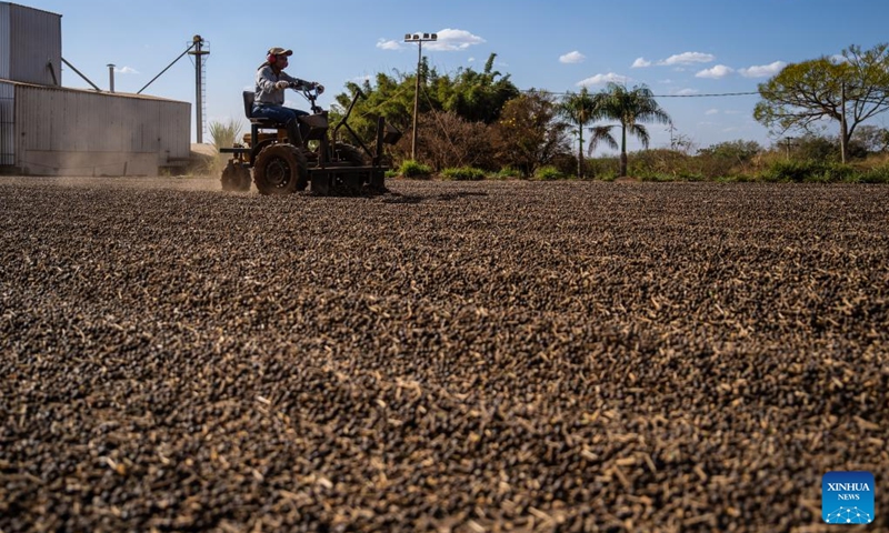 A staff member operates machinery to turnover aired coffee beans at a coffee manor in a coffee producing region known as the Cerrado Mineiro, in Minas Gerais state, Brazil, Aug. 27, 2025. Brazil is one of the world's largest coffee producers. The Cerrado Mineiro region in Minas Gerais state has a total planting area of about 210,000 hectares, producing an average of 5 million bags of coffee annually, which accounts for approximately 13 percent of the country's total output. Photo: Xinhua