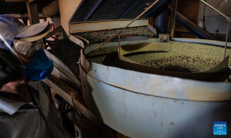 A staff member monitors the selection of coffee beans at a coffee farmer collective in a coffee producing region known as the Cerrado Mineiro, in Minas Gerais state, Brazil, Aug. 26, 2025. Brazil is one of the world's largest coffee producers. The Cerrado Mineiro region in Minas Gerais state has a total planting area of about 210,000 hectares, producing an average of 5 million bags of coffee annually, which accounts for approximately 13 percent of the country's total output. Photo: Xinhua