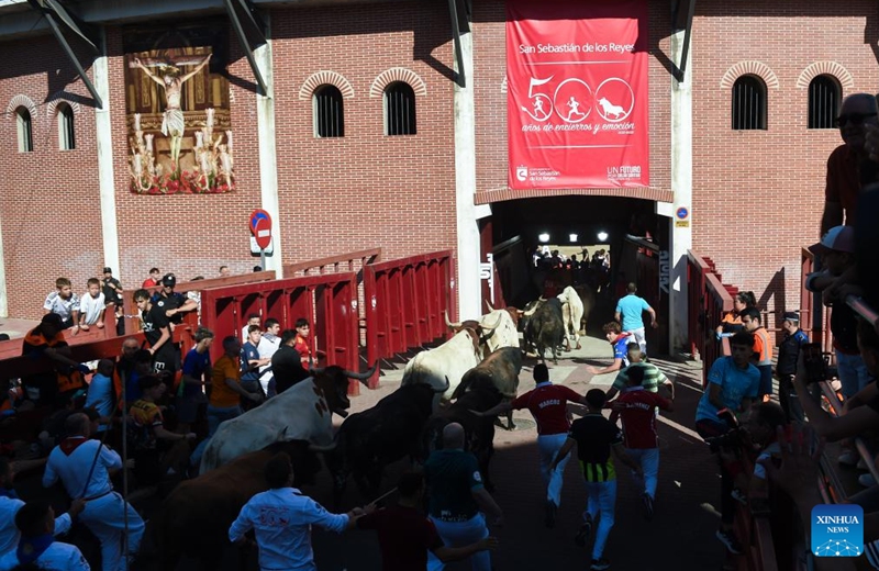 People and a herd of bulls arrive at a bullring during the Bull Run in San Sebastian de los Reyes, Spain, on Aug. 28, 2025. The annual Bull Run fiesta is held here in the last week of August. (Photo by Gustavo Valiente/Xinhua)