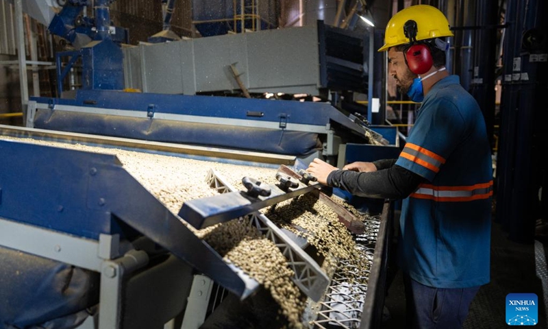 A staff member picks coffee beans at a coffee farmer collective in a coffee producing region known as the Cerrado Mineiro, in Minas Gerais state, Brazil, Aug. 27, 2025. Brazil is one of the world's largest coffee producers. The Cerrado Mineiro region in Minas Gerais state has a total planting area of about 210,000 hectares, producing an average of 5 million bags of coffee annually, which accounts for approximately 13 percent of the country's total output. Photo: Xinhua