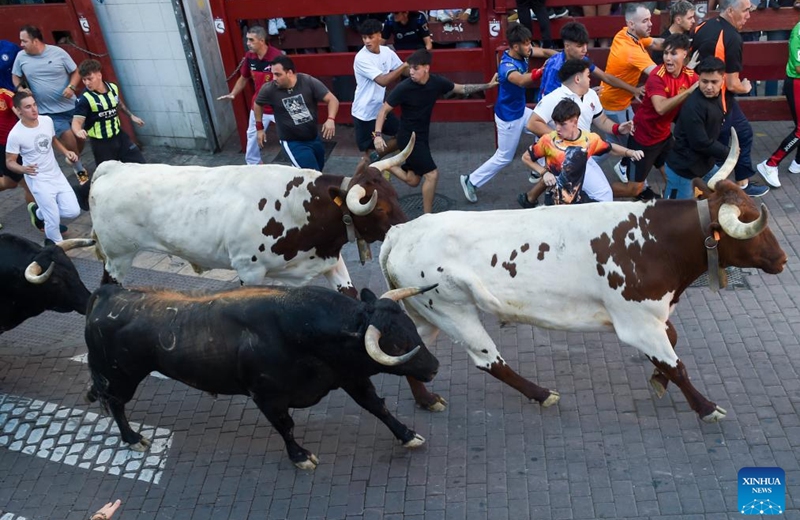 People attend the Bull Run on a street of San Sebastian de los Reyes, Spain, on Aug. 28, 2025. The annual Bull Run fiesta is held here in the last week of August. (Photo by Gustavo Valiente/Xinhua)