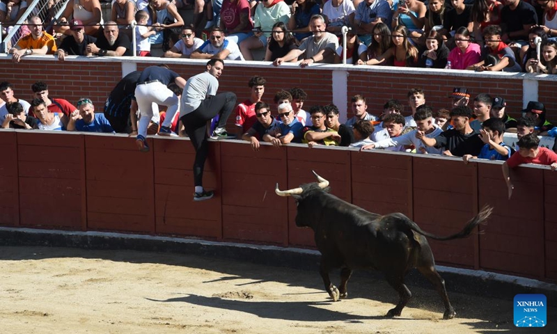 A man participating in the Bull Run avoids a bull in San Sebastian de los Reyes, Spain, on Aug. 28, 2025. The annual Bull Run fiesta is held here in the last week of August. (Photo by Gustavo Valiente/Xinhua)