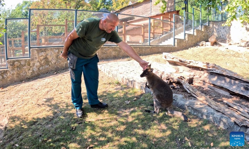 A zookeeper pets a kangaroo, mother of a 6-month-old albino joey, at the Belgrade Zoo in Belgrade, Serbia, Aug. 25, 2025. Photo: Xinhua