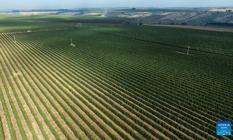 An aerial drone photo taken on Aug. 26, 2025 shows coffee trees at a coffee manor in a coffee producing region known as the Cerrado Mineiro, in Minas Gerais state, Brazil. Brazil is one of the world's largest coffee producers. The Cerrado Mineiro region in Minas Gerais state has a total planting area of about 210,000 hectares, producing an average of 5 million bags of coffee annually, which accounts for approximately 13 percent of the country's total output. Photo: Xinhua