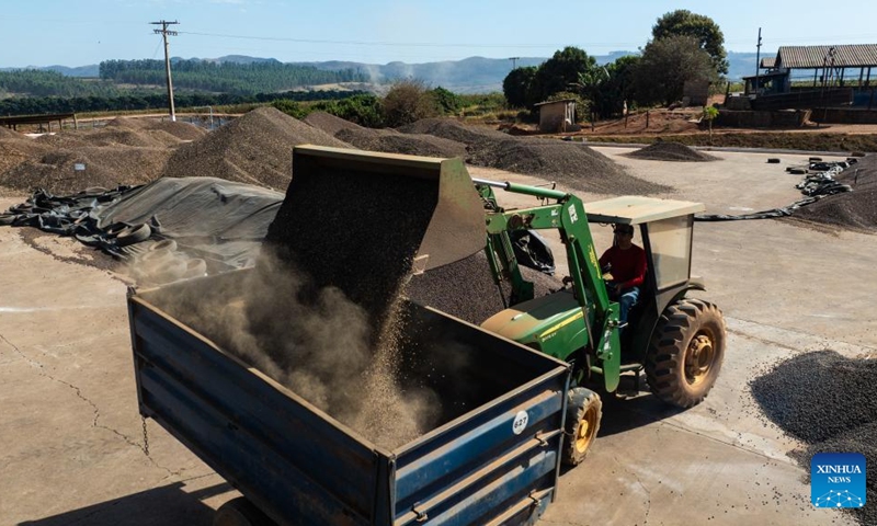 An aerial drone photo taken on Aug. 26, 2025 shows a staff member loading coffee beans onto a vehicle at a coffee manor in a coffee producing region known as the Cerrado Mineiro, in Minas Gerais state, Brazil. Brazil is one of the world's largest coffee producers. The Cerrado Mineiro region in Minas Gerais state has a total planting area of about 210,000 hectares, producing an average of 5 million bags of coffee annually, which accounts for approximately 13 percent of the country's total output. Photo: Xinhua