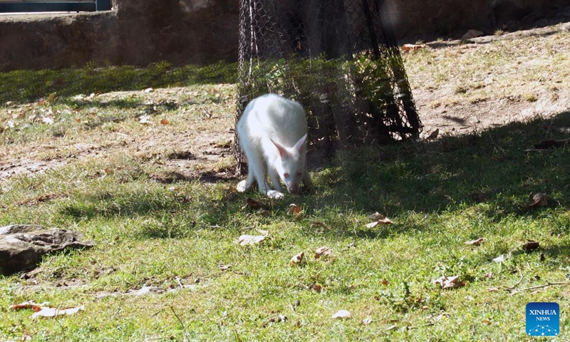 A six-month-old albino kangaroo joey grazes at the Belgrade Zoo in Belgrade, Serbia, Aug. 25, 2025. Photo: Xinhua