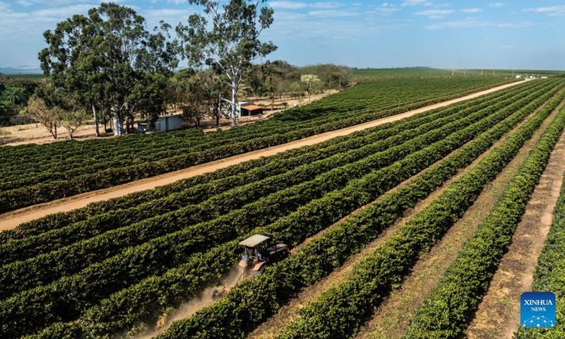 An aerial drone photo taken on Aug. 26, 2025 shows coffee trees at a coffee manor in a coffee producing region known as the Cerrado Mineiro, in Minas Gerais state, Brazil. Brazil is one of the world's largest coffee producers. The Cerrado Mineiro region in Minas Gerais state has a total planting area of about 210,000 hectares, producing an average of 5 million bags of coffee annually, which accounts for approximately 13 percent of the country's total output. Photo: Xinhua