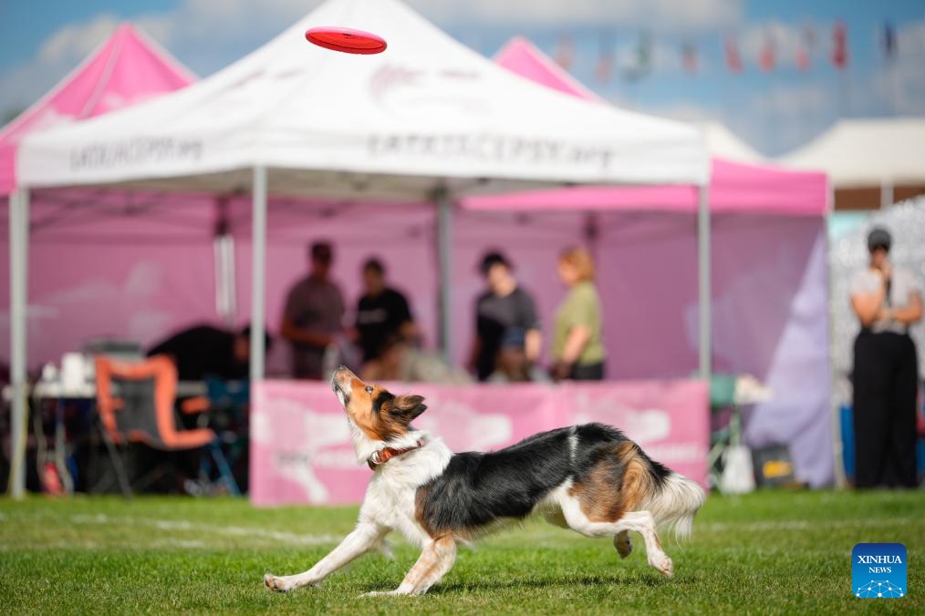 A dog chases a frisbee during the 20th Flying Dogs frisbee competition in Warsaw, Poland, Aug. 30, 2025. (Photo: Xinhua)