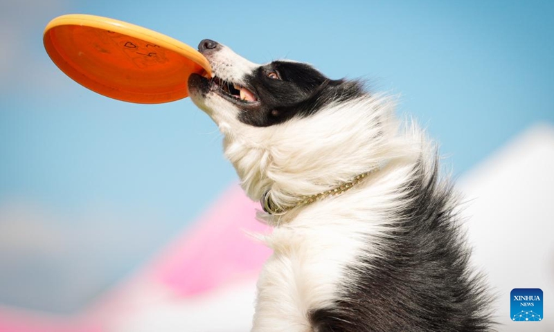 A dog jumps to catch a frisbee during the 20th Flying Dogs frisbee competition in Warsaw, Poland, Aug. 30, 2025. (Photo: Xinhua)