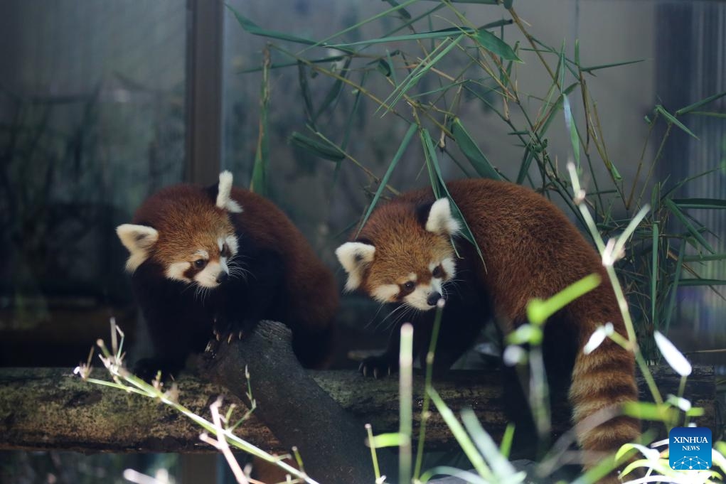 Red pandas are seen at Yangon Zoological Garden in Yangon, Myanmar, Aug. 30, 2025. (Photo: Xinhua)