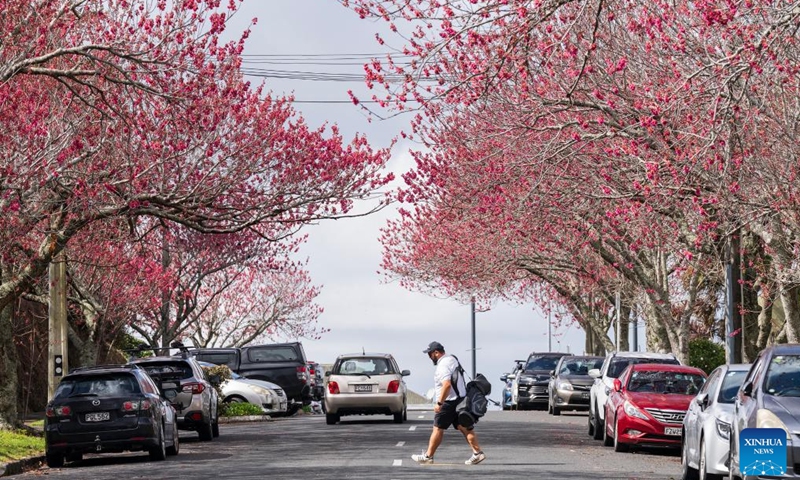 This photo taken on Aug. 30, 2025 shows a view of the cherry blossoms in Auckland, New Zealand. (Photo: Xinhua)
