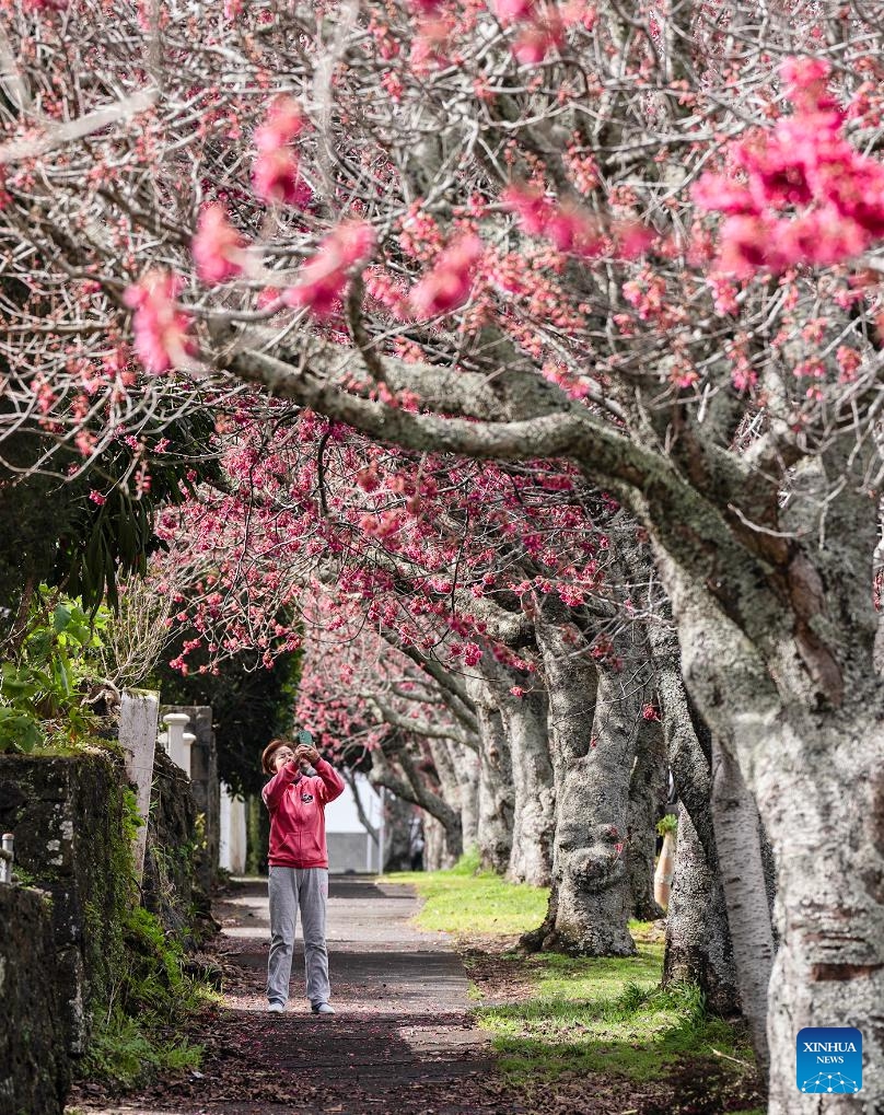 A woman takes photos of the cherry blossoms in Auckland, New Zealand, Aug. 30, 2025. (Photo: Xinhua)