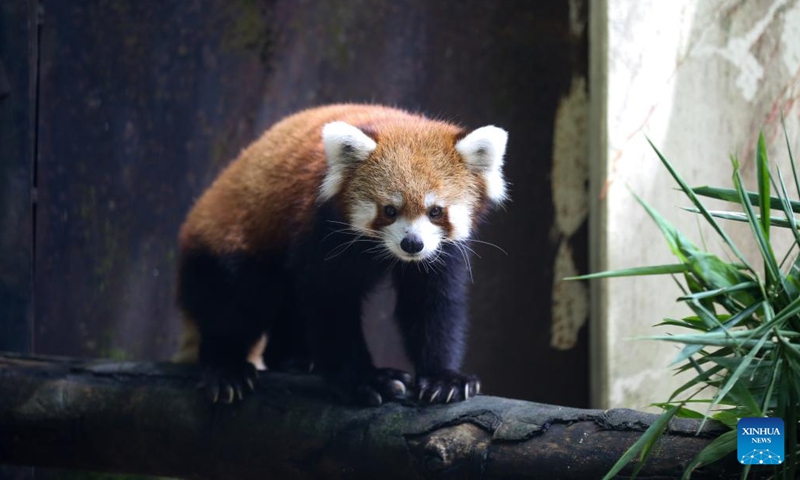 A red panda is seen at Yangon Zoological Garden in Yangon, Myanmar, Aug. 30, 2025. (Photo: Xinhua)