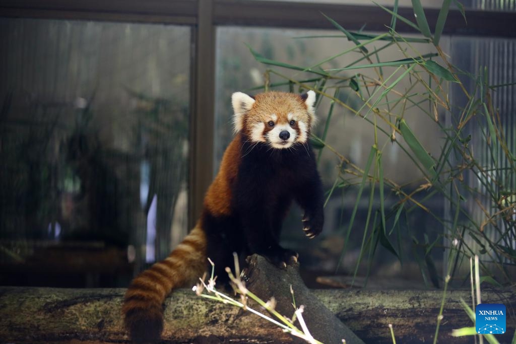 A red panda is seen at Yangon Zoological Garden in Yangon, Myanmar, Aug. 30, 2025. (Photo: Xinhua)