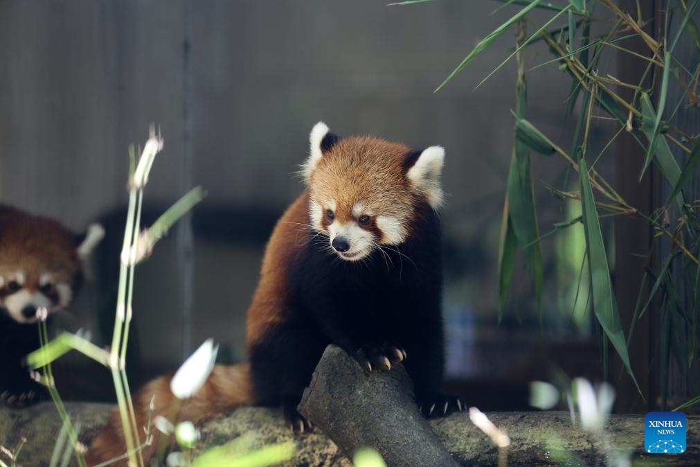 Red pandas are seen at Yangon Zoological Garden in Yangon, Myanmar, Aug. 30, 2025. (Photo: Xinhua)
