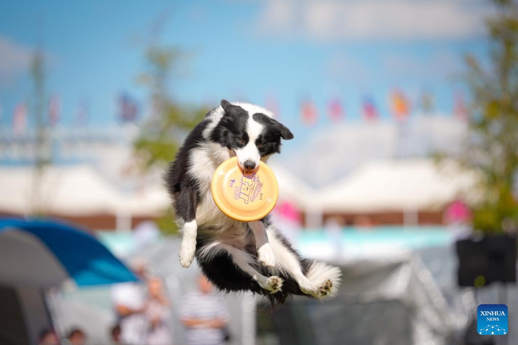 A dog jumps to catch a frisbee during the 20th Flying Dogs frisbee competition in Warsaw, Poland, Aug. 30, 2025. (Photo: Xinhua)