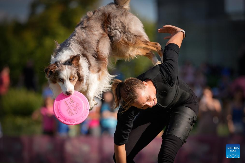 A dog jumps to catch a frisbee during the 20th Flying Dogs frisbee competition in Warsaw, Poland, Aug. 30, 2025. (Photo: Xinhua)