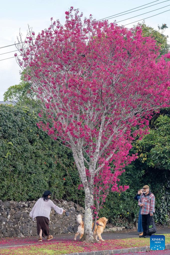 This photo taken on Aug. 30, 2025 shows a view of the cherry blossoms in Auckland, New Zealand. (Photo: Xinhua)