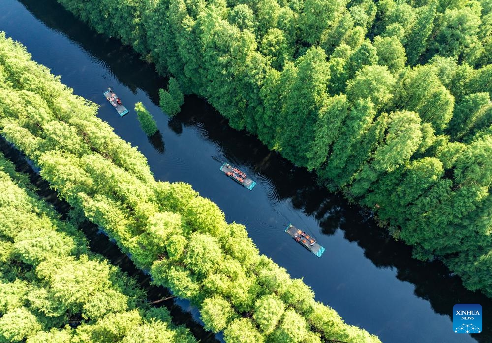 An aerial drone photo taken on Aug. 30, 2025 shows tourists taking bamboo rafts to enjoy the scenery in a water forest scenic area in Jinhu County, east China's Jiangsu Province. (Photo: Xinhua)