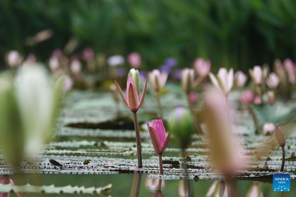 This photo taken on Aug. 31, 2025 shows water lilies at Renmin park in Nanning, south China's Guangxi Zhuang Autonomous Region. More than 900 water lilies cultivated at Renmin park have begun to bloom in early autumn. (Photo: Xinhua)
