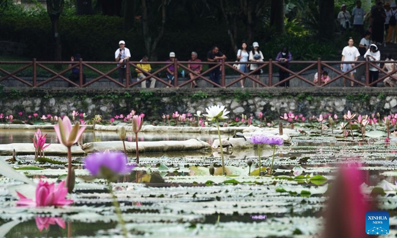 Visitors view water lilies at Renmin park in Nanning, south China's Guangxi Zhuang Autonomous Region, Aug. 31, 2025. More than 900 water lilies cultivated at Renmin park have begun to bloom in early autumn. (Photo: Xinhua)
