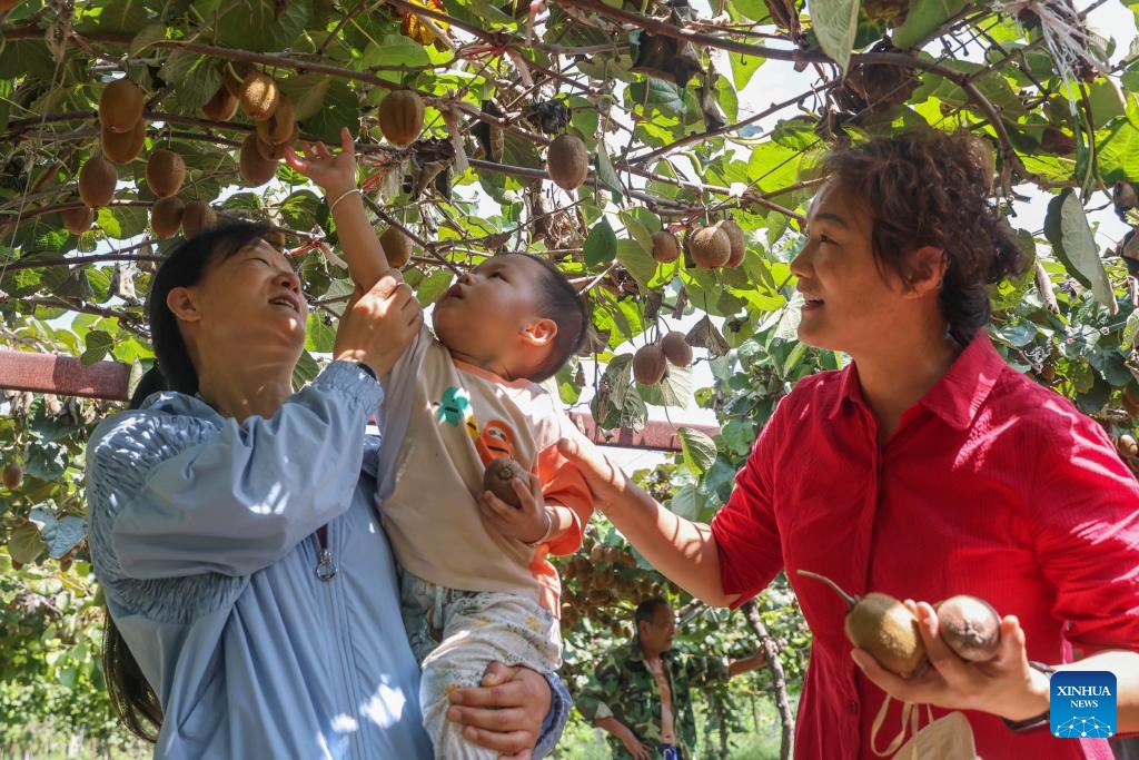 Tourists pick kiwi fruits at a plantation in Xiaozhangzhuang Village in Pingdingshan City, central China's Henan Province, Aug. 31, 2025. (Photo: Xinhua)