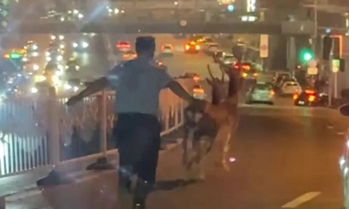 A police officer drives the sika deer forward while keeping a safe distance and following behind on September 1, 2025. Photo: Screenshot from the Wechat account of Xiaoxiang Morning Herald