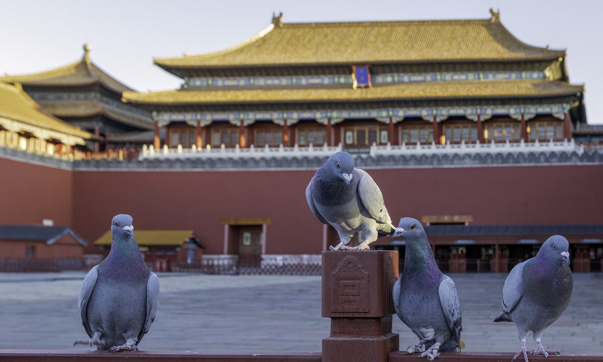 Doves rest in front of the Meridian Gate of the Palace Museum in Beijing.