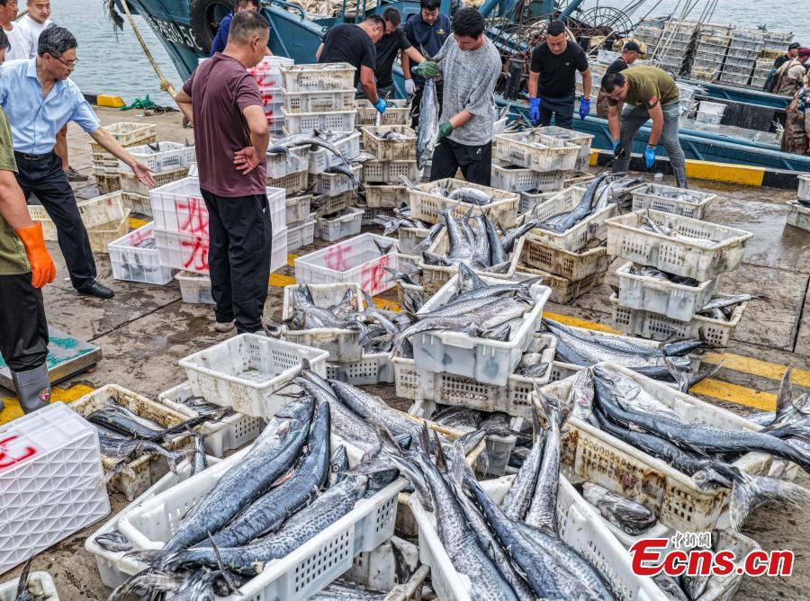 Fishermen unload fish at Chishan Fishing Port in Rongcheng City, Shandong Province Sept. 3, 2025. Chishan Fishing Port in Rongcheng City, Shandong Province, was bustled with activity as the first batch of fishing boats returned from sea Wednesday, bringing back Spanish mackerel and hairtail.（Photo: Ecns.cn)