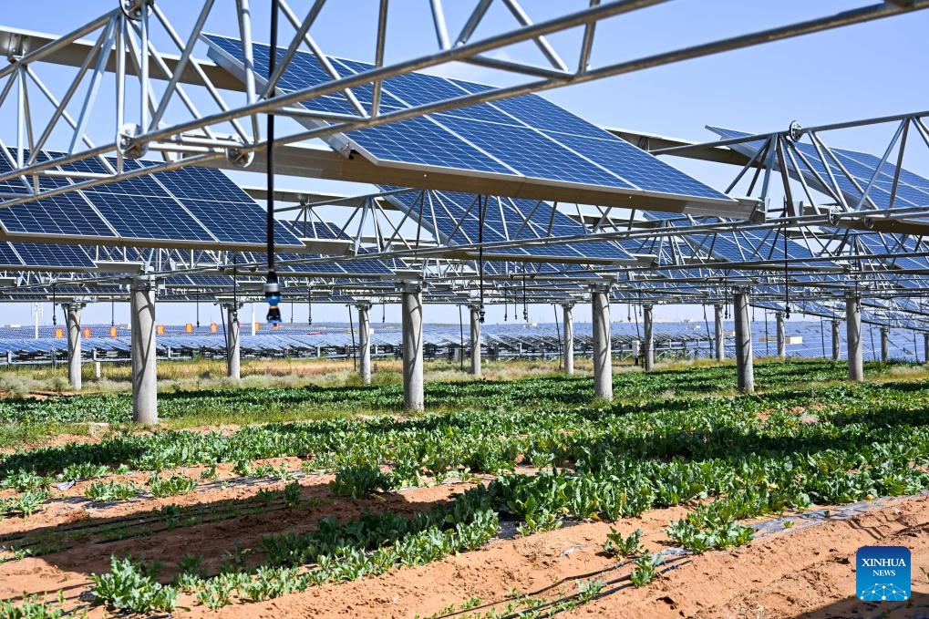 This photo taken on Sept. 3, 2025 shows a view at a photovoltaic and desertification control project in Kubuqi Desert, north China's Inner Mongolia Autonomous Region. In recent years, Inner Mongolia has carried out integrated projects for sand prevention and control as well as wind and photovoltaic power to advance the improvement efforts in Kubuqi Desert. To date, photovoltaic bases have been established in the northern part of Kubuqi Desert, which also serve as solid booster for local ecological rehabilitation and economic growth. (Photo: Xinhua)