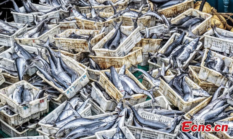 Fishermen unload fish at Chishan Fishing Port in Rongcheng City, Shandong Province Sept. 3, 2025. Chishan Fishing Port in Rongcheng City, Shandong Province, was bustled with activity as the first batch of fishing boats returned from sea Wednesday, bringing back Spanish mackerel and hairtail.（Photo: Ecns.cn)