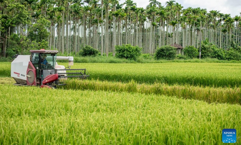 A farmer harvests rice with a reaper in a field in Qionghai City, south China's Hainan Province, Sept. 5, 2025. White Dew, a solar term meaning dew curdles and it starts to get cold, falls on Sept. 7 this year. (Photo: Xinhua)
