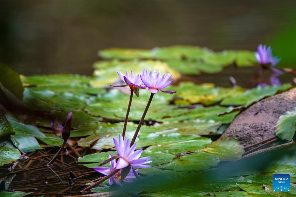 This photo taken on Sept. 5, 2025 shows water lilies at the Fuligong Greenhouses of Kunming Botanical Garden in Kunming, southwest China's Yunnan Province. Located in Kunming Botanical Garden, the Fuligong Greenhouses boasts over 2,500 tropical plant varieties. (Photo: Xinhua)