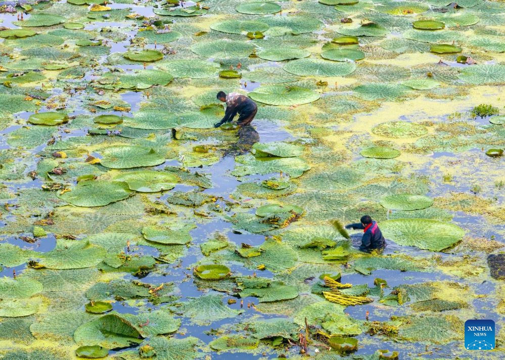 An aerial drone photo taken on Sept. 6, 2025 shows farmers harvesting gorgon fruit in Taizhou City, east China's Jiangsu Province. White Dew, a solar term meaning dew curdles and it starts to get cold, falls on Sept. 7 this year. (Photo: Xinhua)