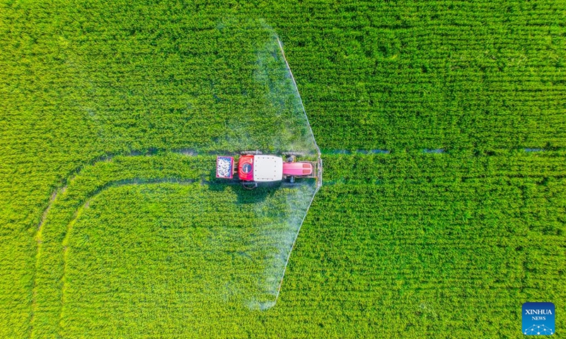 An aerial drone photo taken on Sept. 6, 2025 shows a farmer operating a vehicle to spray pesticides in a rice field in Hai'an City, east China's Jiangsu Province. White Dew, a solar term meaning dew curdles and it starts to get cold, falls on Sept. 7 this year. (Photo: Xinhua)