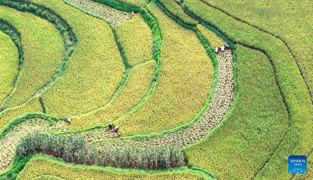 An aerial drone photo taken on Sept. 6, 2025 shows farmers harvesting rice in the paddy field in Wenshan Zhuang and Miao Autonomous Prefecture, southwest China's Yunnan Province. White Dew, a solar term meaning dew curdles and it starts to get cold, falls on Sept. 7 this year. (Photo: Xinhua)