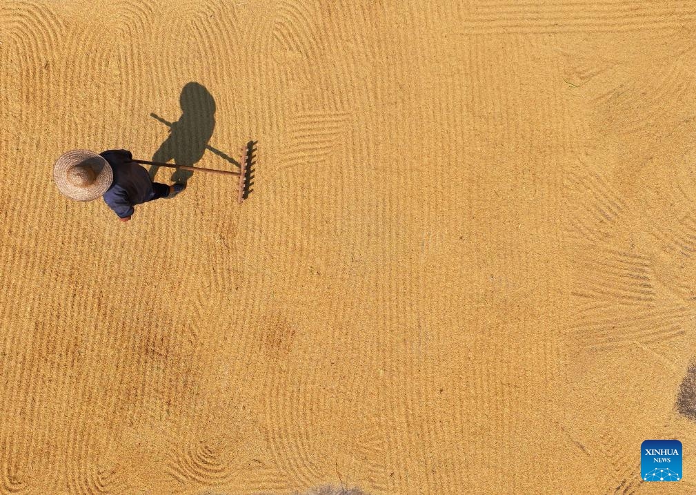 An aerial drone photo taken on Sept. 6, 2025 shows a farmer drying harvested rice in Hengdong County of Hengyang City, central China's Hunan Province. White Dew, a solar term meaning dew curdles and it starts to get cold, falls on Sept. 7 this year. (Photo: Xinhua)