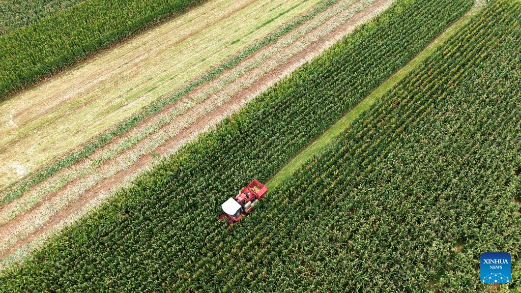 An aerial drone photo taken on Sept. 5, 2025 shows a farmer harvesting corns with a reaper in a field in Linjian Town, Linyi City of east China's Shandong Province. White Dew, a solar term meaning dew curdles and it starts to get cold, falls on Sept. 7 this year. (Photo: Xinhua)