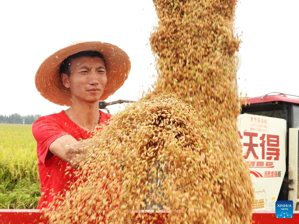 A farmer checks harvested rice in a field in Taiyang Village, Dazhou City of southwest China's Sichuan Province, Sept. 4, 2025. White Dew, a solar term meaning dew curdles and it starts to get cold, falls on Sept. 7 this year. (Photo: Xinhua)