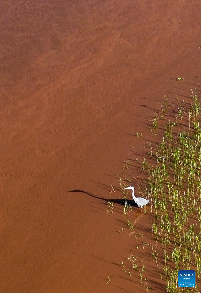 An aerial drone photo taken on Sept. 6, 2025 shows a heron foraging on the mudflat along the Yellow River in Pingluo County, northwest China's Ningxia Hui Autonomous Region. (Photo: Xinhua)